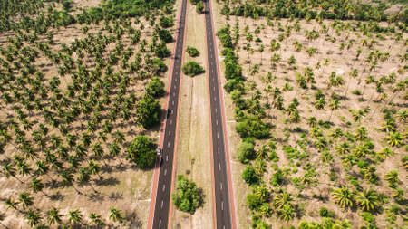lane, road, path, farm, plants, agriculture, coconut, trees, aerial, adventure, travel, trip