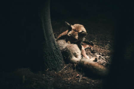 animal, wildlife, trunk, forest, dark, fox, grooming, fur