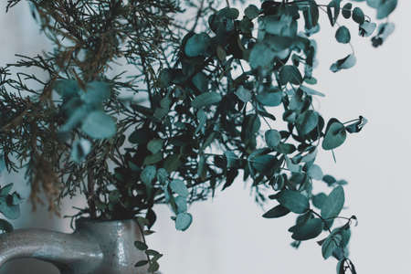 leaves, green, plant, flowerpot, pot, vase