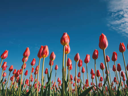 plants, flower, orange, tulips, petals, leaves, blooms, garden, sky, blue, clouds, autumn
