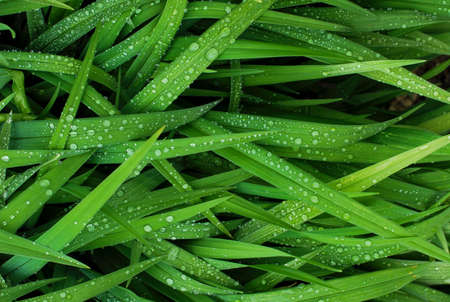 drops, water, green, grass, rain, wet, nature, leaves, plant