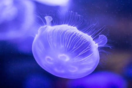 jellyfish, underwater, deep, sea, ocean, sting