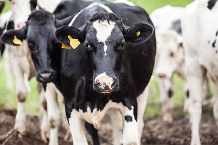 cow, animal, milk, farm, ears, herd, spot, black, white, green, grass