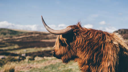 animal, cattle, grass, landscape, horn, nature, field, outdoor, lawn, cloud, sky