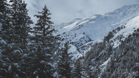 snow, winter, white, cold, weather, ice, trees, plants, nature, woods, forest, travel, adventure,...