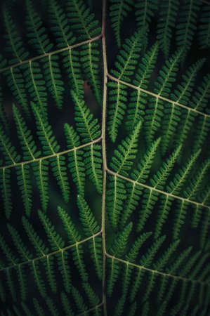 leaves, nature, plant, green, veins, dark, closeup, stem, garden