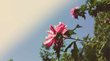 flower, pink, petal, bloom, garden, plant, nature, autumn, fall