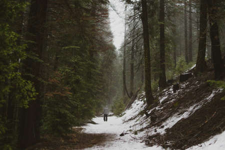 people, man, alone, walking, snow, fog, sky, plants, grass, trees, pine, forest, nature