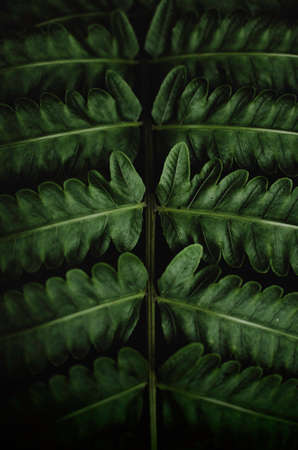 leaves, nature, plant,  green, veins, dark, closeup, stem