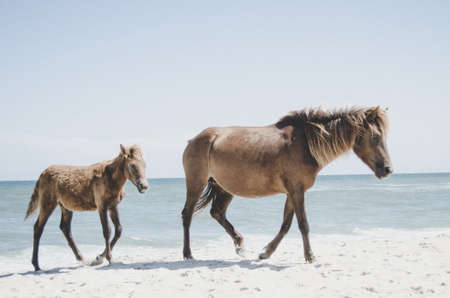 horse, animal, brown, beach, clouds, sky, green, ocean, sea, sand
