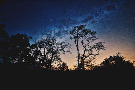 nature, landscape, trees, mountain, stars, dark, night, stargazing, astrophotography, shadow,...