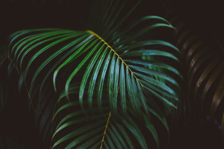 leaves, green, plant, garden, leaf, dark, night, highlight