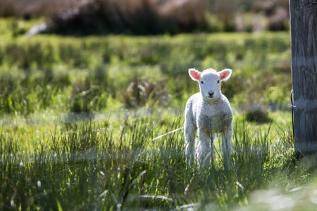 animal, ram, lamb, fence, steel, wooden, grass, land, field, farm, herbivore, green, white, bokeh,...