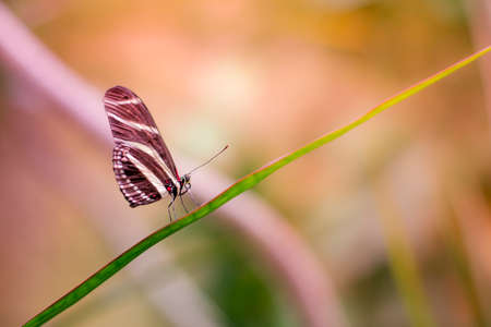 butterfly, insect, animal, nature, plant, blur, green, leaf