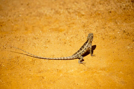 wildlife, nature, reptile, animal, lizard, iguana, ground