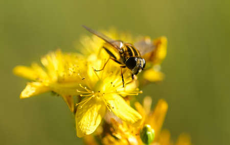 flower, yellow, petal, bloom, garden, plant, nature, autumn, fall, bee, insect