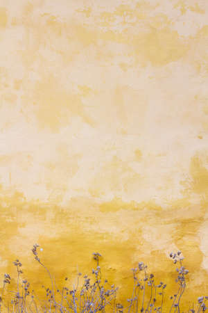 flower, wall, petal, bloom, garden, plant, nature, autumn, fall, yellow