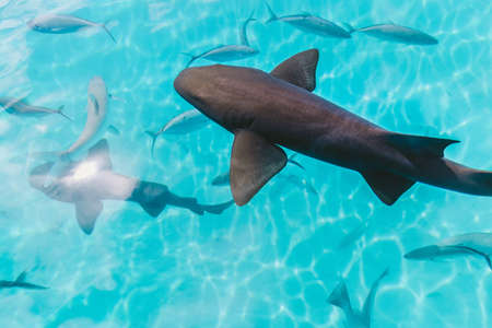 water, ocean, fish, underwater, blue, fin, aquarium