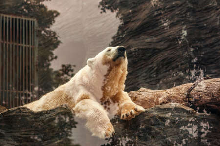 bear, white, rock, carnivore, arctic, cold, snow, winter, weather
