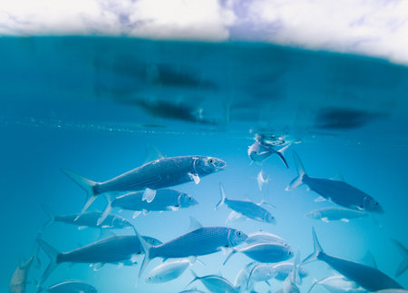 water, aquarium, fish, underwater, blue, fin