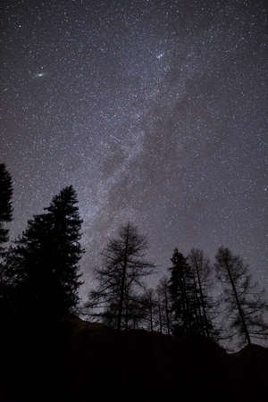 stars, dark, night, constellation, nature, astrophotography, trees, woods, forest