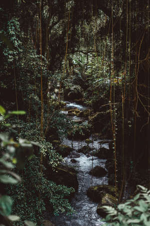 nature, woods, forest, mossy, travel, adventure, hike, trek, leaves, green, river, water, rocks,...