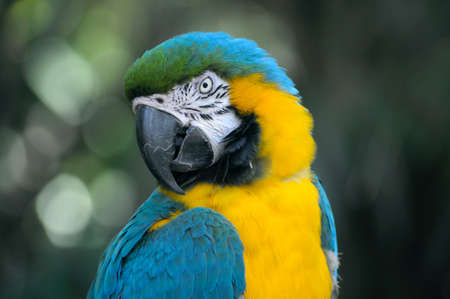 bird, beak, feather, animal, fly, colorful, blue, yellow, green