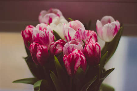 green, leaf, plant, nature, blur, pink, white, petal, flower