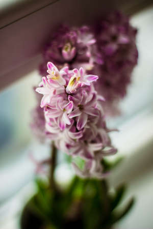 pink, flower, bloom, petal, leaf, plant, nature, green, blur