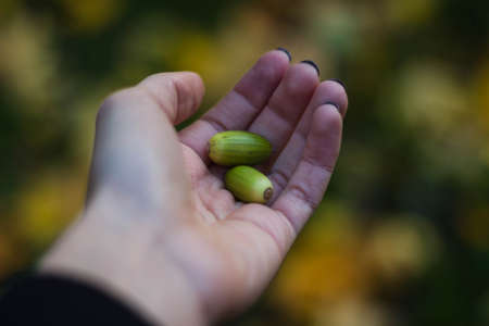 blur, hand, palm, seed