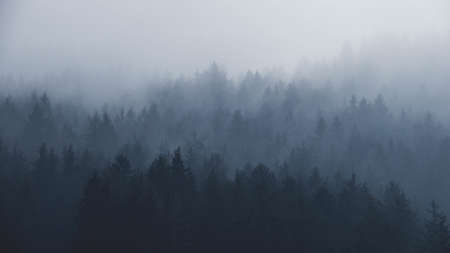 plants, trees, pine, fog, mountain, forest, nature, black and white