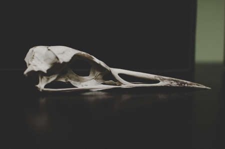 bone, dead, remnant, white