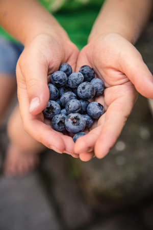 berry, blueberry, fruit, food, palm, hand, blur