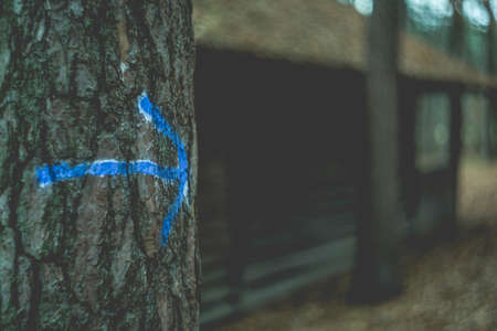 tree, arrow, sign, blur, outdoor, nature