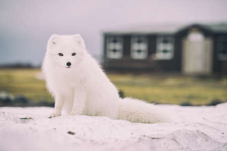 dog, puppy, animal, cute, white, pet