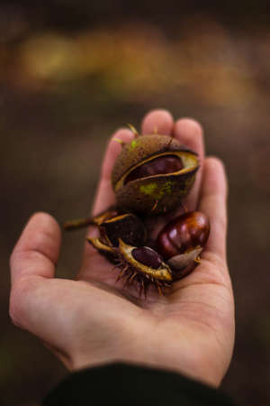 hand, palm, fruit, seed