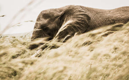 elephant, animal, wildlife, grass, nature