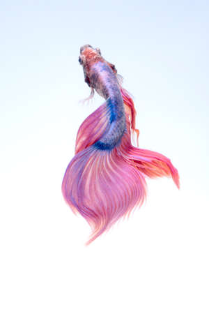 fish, underwater, red, betta, aquarium, colorful