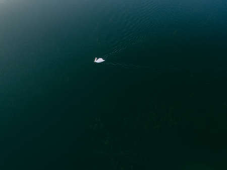 nature, aerial, swan, duck, bird, swim, water, river, lake, white