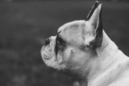 pug, dog, pet, animal, black and white