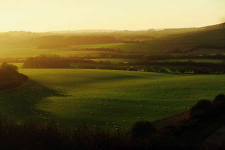 green, grass, field, nature, outdoor, highland, farm, trees, plant, animal, herd