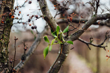 branches, stem, fruit, nature, plant, bokeh, blur, outdoor, tree