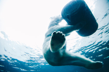 bear, wildlife, animal, water, river, lake, snow, winter, cold, weather, icea, barrel