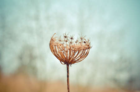 dandelion, flower, plant, nature, stem, blur, outdoor