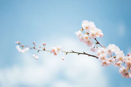 blossom, flower, bloom, petals, blur, blue, sky, cloud