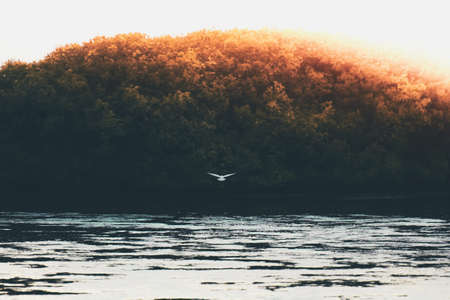 trees, bird, flying, nature, lake, water, sky, cloud, aesthetic, forest, leaves