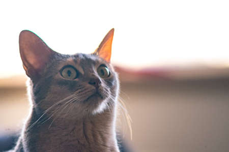 cat, kitten, animal, pet, blur