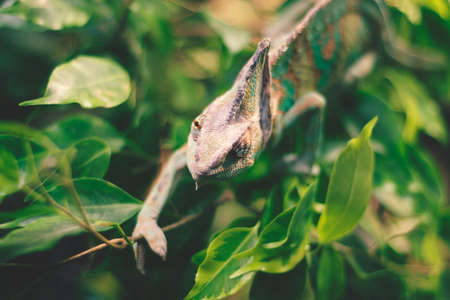 green, leaf, plant, tree, nature, blur, animal, reptile, wildlife, iguana