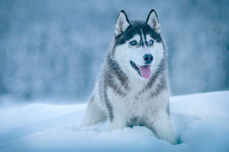 dog, animal, husky, snow, winter, cold, weather, white, eyes, tongue, environment