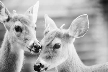 black and white, deer, animal, wildlife